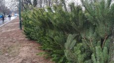 В Харькове начали разворачиваться елочные базары: цены