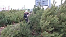 В Харьковской области начались рейды по точкам продаж новогодних елок