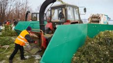 В Харькове продолжается утилизация новогодних елок