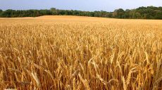 Грызуны атаковали посевы озимой пшеницы и рапса в Харьковской области