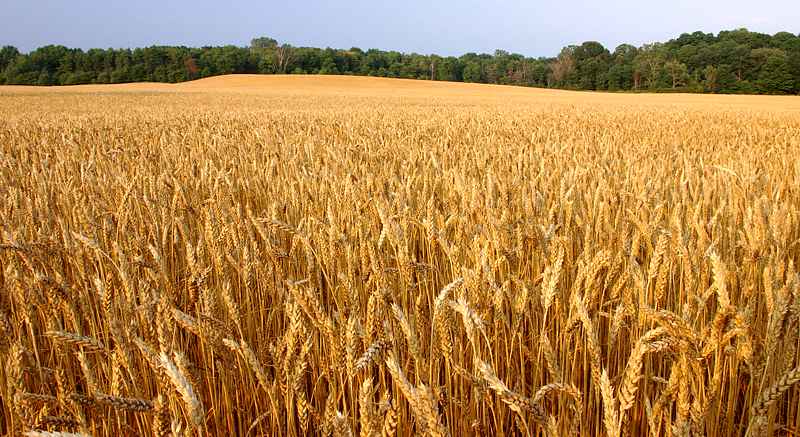 Грызуны атаковали посевы озимой пшеницы и рапса в Харьковской области
