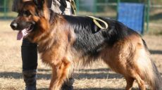 Новая площадка для выгула собак открылась на Салтовке