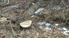 Задержаны незаконные лесорубы