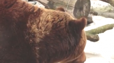 В Харьковском зоопарке проснулись медведи (Видео)
