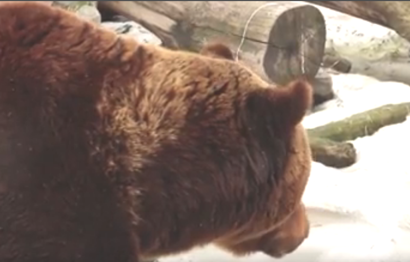 В Харьковском зоопарке проснулись медведи (Видео)