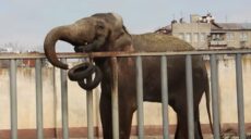 Харьковский зоопарк вывел погулять слонов (Фото, Видео)
