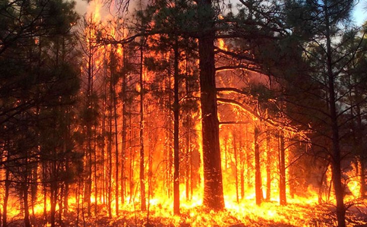 Харьковщина готовится к предупреждению лесных пожаров