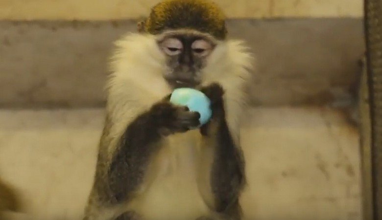 В Харьковском зоопарке питомцев угощали «крашанками» (ВИДЕО)