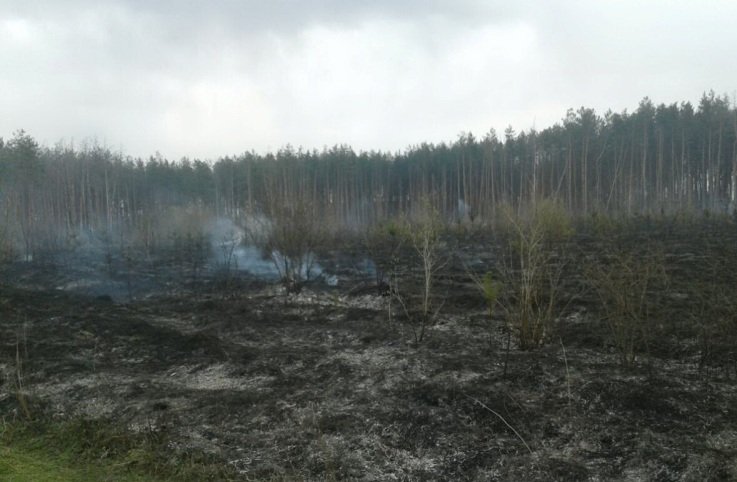 На Харьковщине потушен пожар в лесничестве