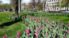 В Харькове протянулось тюльпанное поле (Фото)