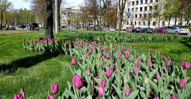 В Харькове протянулось тюльпанное поле (Фото)