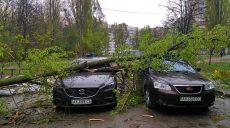 На Алексеевке дерево упало на 3 машины (ФОТО)