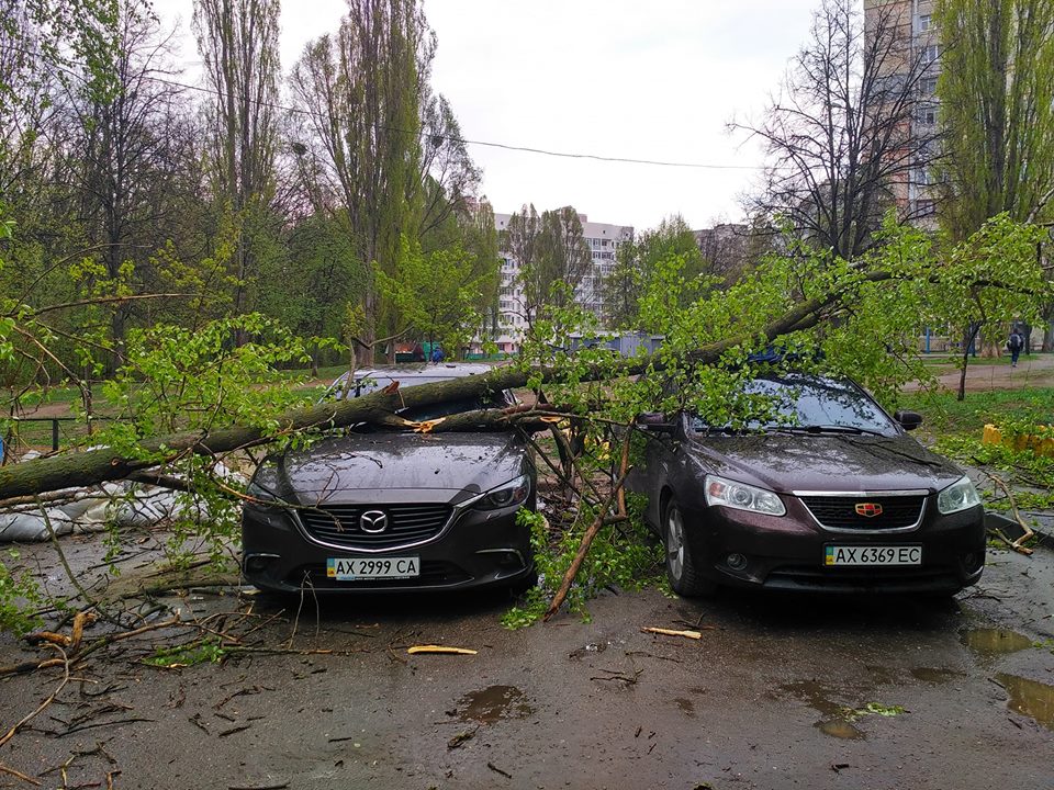 На Алексеевке дерево упало на 3 машины (ФОТО)