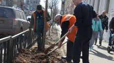 На Пушкинской высадят 60 лип