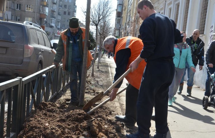 На Пушкинской высадят 60 лип