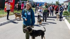 В Харькове на массовом забеге с собаками установлен рекорд Украины