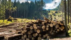 В Печенегах масштабно вырубили деревья в лесном хозяйстве