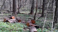 В Харькове на дрова вырубали лес в Сокольниках
