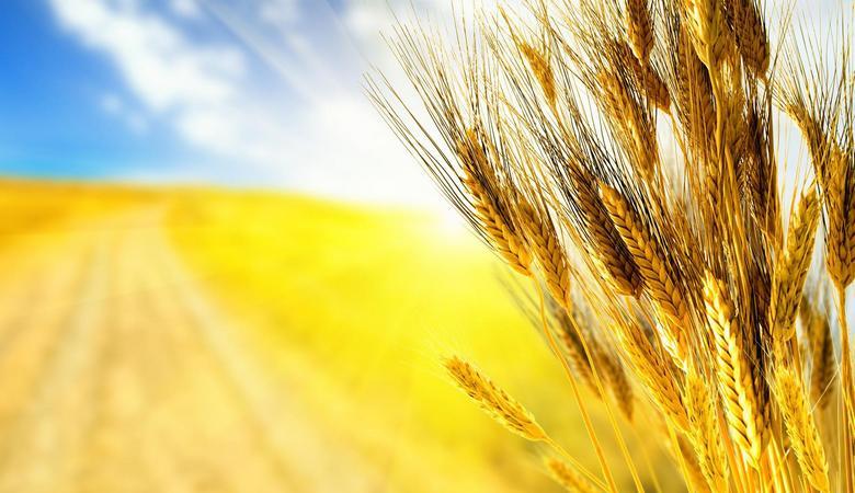 Объединение аграриев в рамках ОТГ поможет увеличить доходы в местные бюджеты – эксперты (видео)