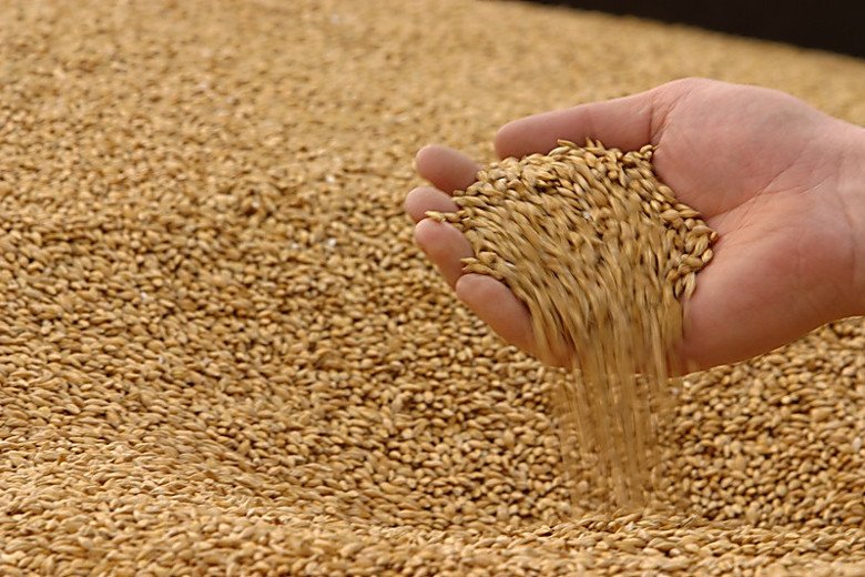 Кладовщик из университета наворовал зерна на 90 тыс. грн