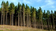 Людям и автотранспорту запрещено находиться в хвойных лесах Харьковщины