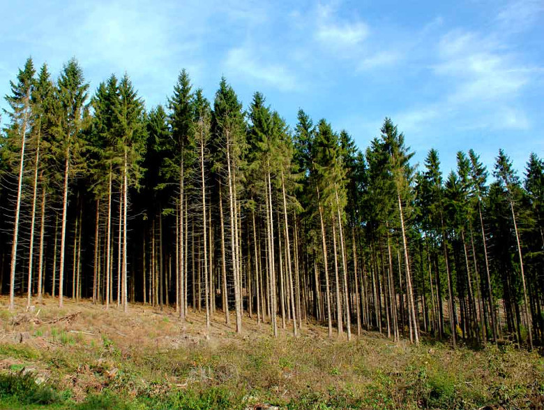 Людям и автотранспорту запрещено находиться в хвойных лесах Харьковщины