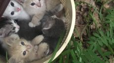 В Харьковском лесопарке выкинули 60 котят