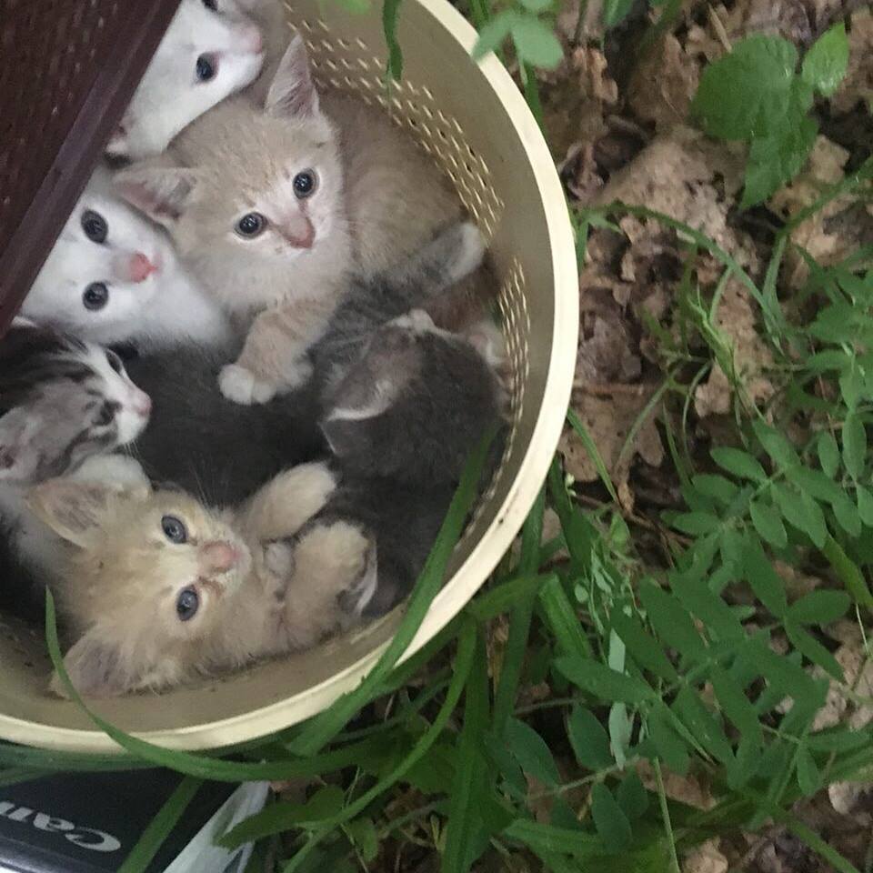В Харьковском лесопарке выкинули 60 котят