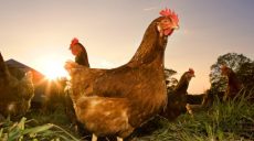 В Харькове нашли четырехлапую курицу