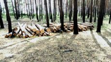 В Безлюдовке незаконно рубят лес — соцсети