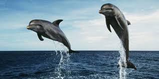 Украинские боевые дельфины погибли в Крыму