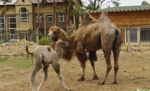 В Харьковском зоопарке родился верблюжонок (видео)