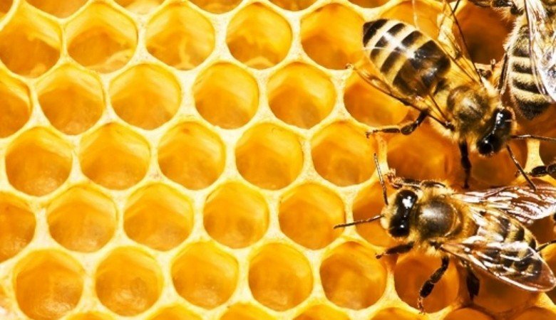 На Харьковщине массово гибнут пчелы (видео)