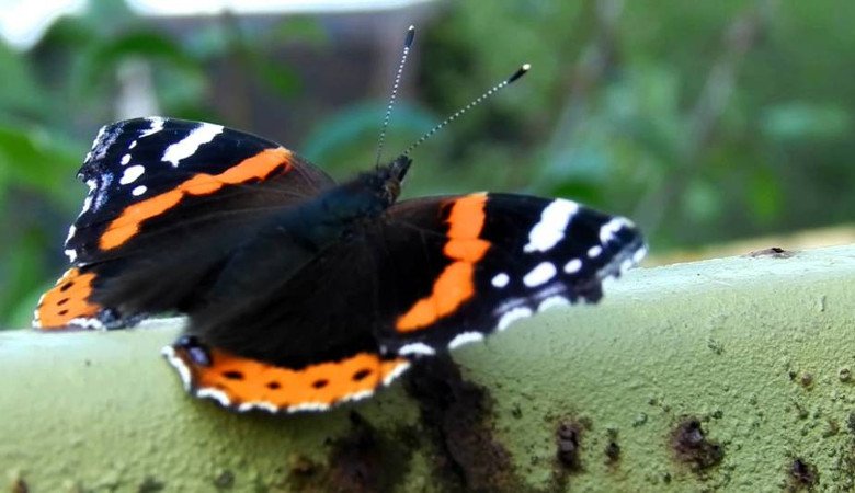 Всех желающих приглашают посчитать бабочек в национальном парке
