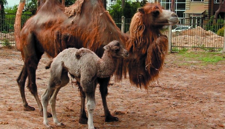 В Харьковском зоопарке родился верблюжонок (видео)
