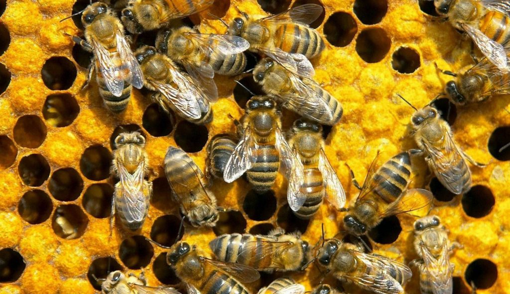 Причину массовой гибели пчел под Харьковом установят эксперты (фото)