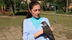 У харьковчанки дома живут необычные питомцы — галки