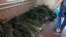 Полиция прикрыла очередную плантацию конопли в Харьковской области