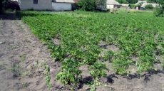 Харьковский крестьянин засадил огород коноплей (фото)