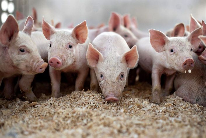 «Свинофильство» украинцев страдает из-за недостатка денег