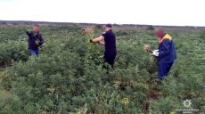 В Харькове обнаружили плантацию конопли (фото)