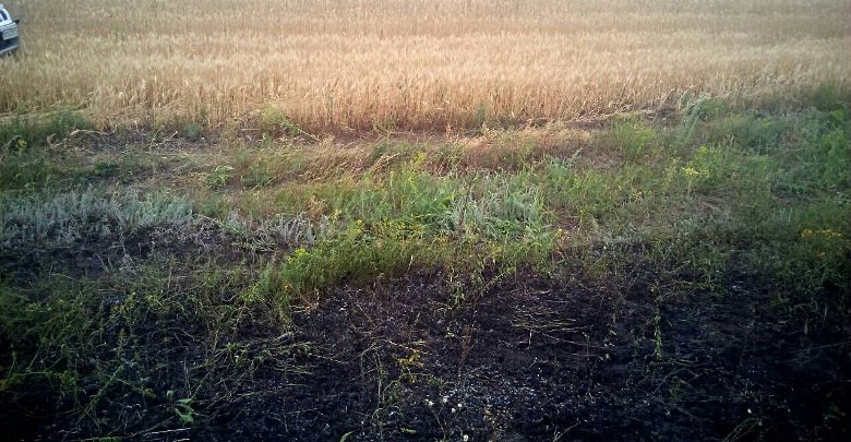 В Изюме подожгли сухую траву: огонь дошел до пшеничного поля (фото)