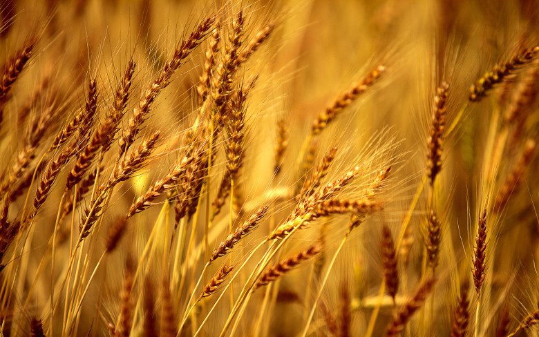 Предпосылок для дефицита пшеницы нет — Минагрополитики