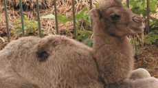 Верблюжонку из Харьковского зоопарка выбрали имя (видео)