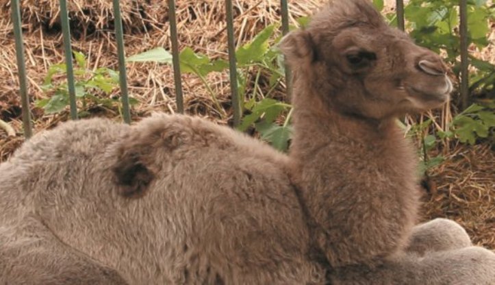 Верблюжонку из Харьковского зоопарка выбрали имя (видео)