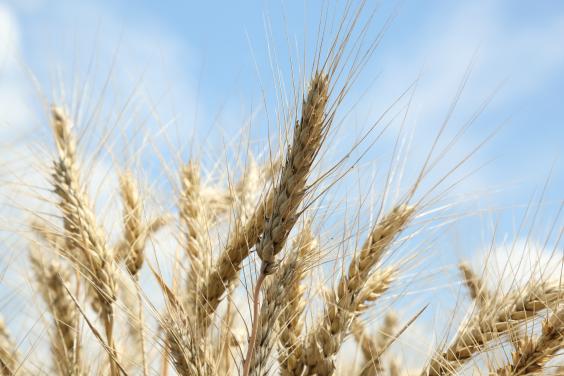 В Харьковской области прогнозируется валовый сбор зерновых не менее 1,7– 1,9 млн. тонн