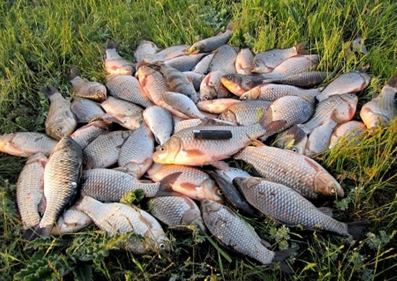 Харьковские защитники рыбы набирают сотрудников