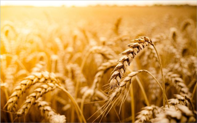 В Украине планируют собрать прогнозируемые 60 млн. т зерновых, несмотря на засуху