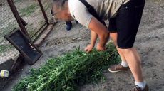 У жителя Харьковской области изъяли более сотни кустов конопли (фото)