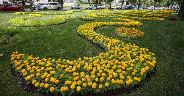Проспект Независимости в Харькове засадили бархатцами